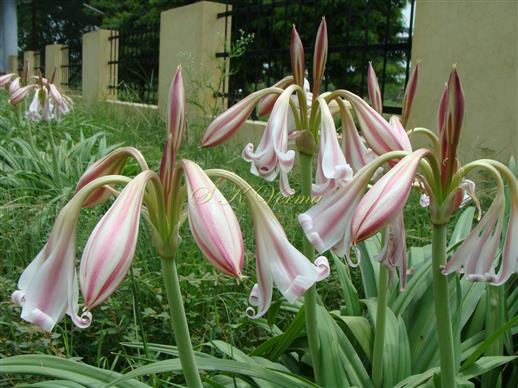  Inflorescences (Umbel)